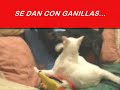 GATO Y MOSCA,PERRO VS GATO GATO Y MOSCA,PERRO VS GATO