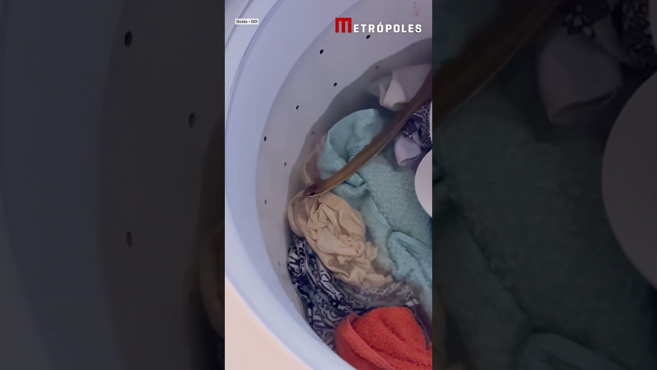 GO: mulher se assusta ao encontrar serpente em máquina de lavar roupas