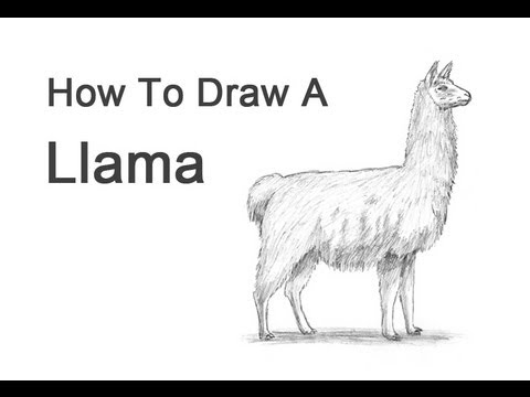 how to draw llama step by step