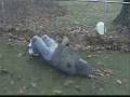 videos de Idiot Brandon gets wrecked on fence