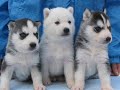 les chiot
