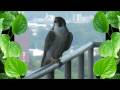 Peregrine Falcons HD