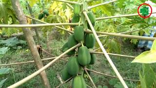 পেঁপে চাষ লাভজনক Papaya cultivation is profitable.