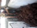 APARTANDO O LEIT�O PARA O ABATE