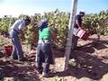 Douro em vindima