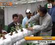 STRAWBERI TARIKAN BARU GUNUNG JERAI