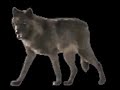 Native American Praise for Animals