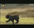 Bouvier-des-Flandres
