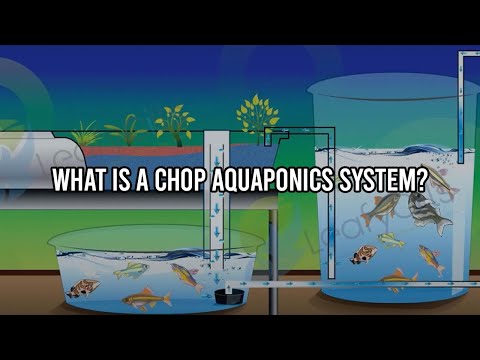what is a chop aquaponics system aquaponics go commercial start