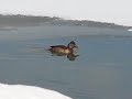 Female Ring-Necked Duck Feeding