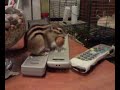 Esquilo siberiano Esquilo siberiano