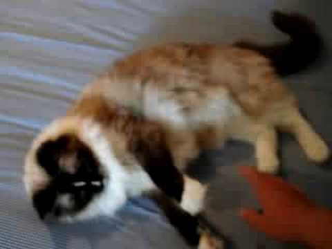 Murphy Videos 0 Murphy Videos