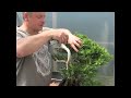 Bonsai Demonstration - A garden juniper becomes a bonsai tree - Part 2/2