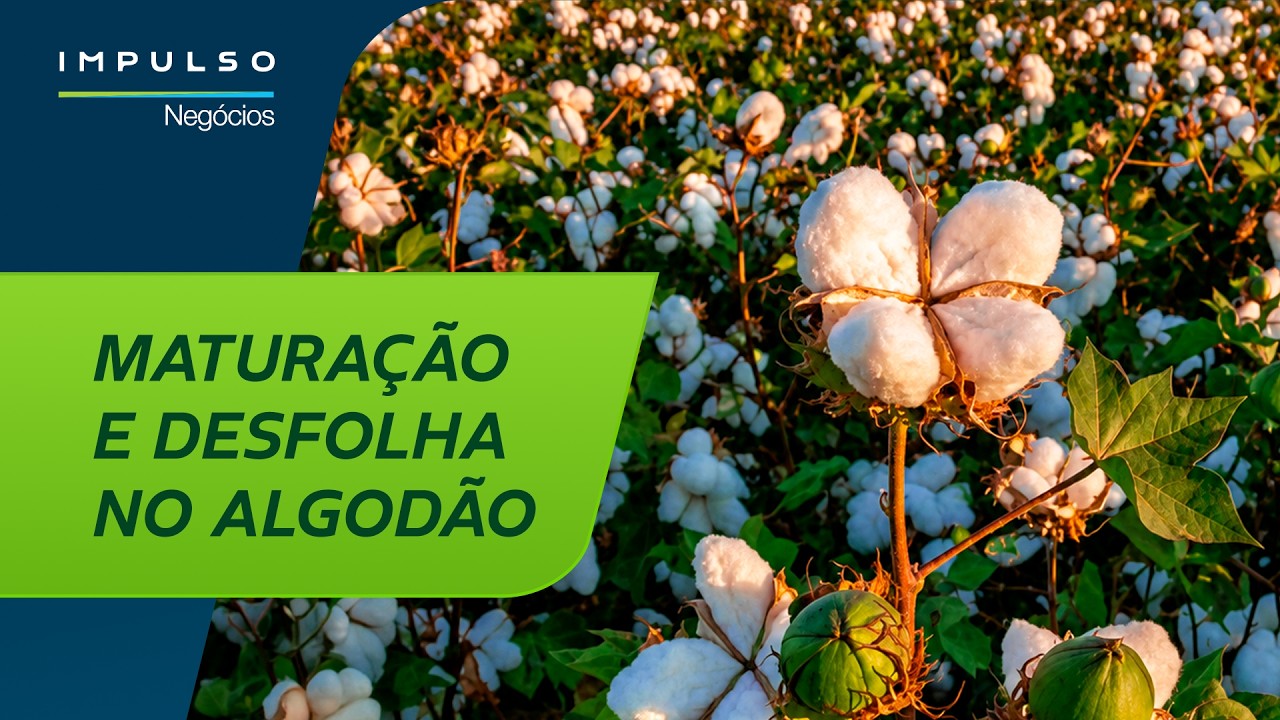 Algodão: produtividade no final do ciclo | Impulso Negócios EP. 191