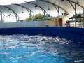 videos de Miami Seaquarium - Agosto 2008