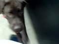 Chocolate Lab Guinness Feeling Shame. Funny/Adorable