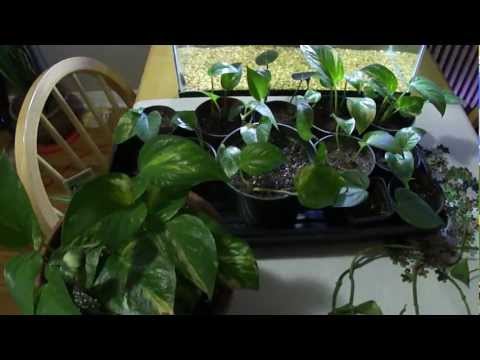 how to replant pothos plant