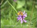 videos de Rare Large Copper Butterfly