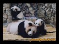 Memoir of Panda Meimei  ??????