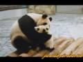 Memoir of Panda Meimei 梅梅の思い出