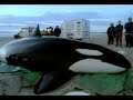 Baleias orcas nos oceanos