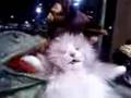 videos de Cat is visited by Sizario