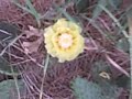 Gary Engberg Outdoors Prickly Pear Cactus Blooming 7-6-08