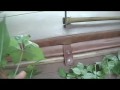 Appalachian Ginseng Appalachian Ginseng
