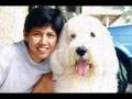 Antiguo Perro Pastor Inglés video