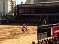 Polo Pony Champ working in La Rural's Arena