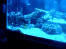 2 weeks after cycle was complete:
75 gal
75 pds fiji premium live rock
25 pds tonga deepwater live rock
60 pds fiji pink sand w/ black sand
4 sexy shrimp
1 bumble bee shrimp
1 saron shrimp
1 green clown goby
1 yellow clown goby
1 blue dudgen dartfish
1 perc clown fish
1 yellow tang
1 two spot blenny
1 tangora goby
1 reef chromis
1 evida goby
1 engineer goby
1 masked goby
1 pearly jawfish
1 neon goby
1 catalina goby
12+ yellow polpys colony
6+ green w/ blue spot mushroom colony