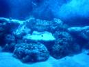 2 weeks after cycle was complete:
75 gal
75 pds fiji premium live rock
25 pds tonga deepwater live rock
60 pds fiji pink sand w/ black sand
4 sexy shrimp
1 bumble bee shrimp
1 saron shrimp
1 green clown goby
1 yellow clown goby
1 blue dudgen dartfish
1 perc clown fish
1 yellow tang
1 two spot blenny
1 tangora goby
1 reef chromis
1 evida goby
1 engineer goby
1 masked goby
1 pearly jawfish
1 neon goby
1 catalina goby
12+ yellow polpys colony
6+ green w/ blue spot mushroom colony