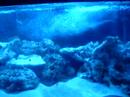2 weeks after cycle was complete:
75 gal
75 pds fiji premium live rock
25 pds tonga deepwater live rock
60 pds fiji pink sand w/ black sand
4 sexy shrimp
1 bumble bee shrimp
1 saron shrimp
1 green clown goby
1 yellow clown goby
1 blue dudgen dartfish
1 perc clown fish
1 yellow tang
1 two spot blenny
1 tangora goby
1 reef chromis
1 evida goby
1 engineer goby
1 masked goby
1 pearly jawfish
1 neon goby
1 catalina goby
12+ yellow polpys colony
6+ green w/ blue spot mushroom colony