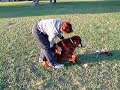 Artie de Monsanto Blind dog learns how to play 2
