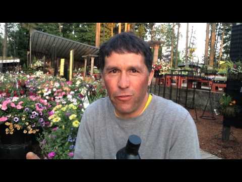 how to fertilize hanging baskets