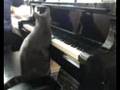 il gatto pianista