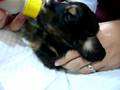 videos de 大頭喝奶