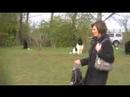 New Foundland Dogs Training New Foundland Dogs Training