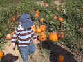Pumpkins