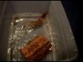 Savannah Monitor Bathing Savannah Monitor Bathing