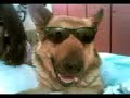 Cagnolini Cagnolini
