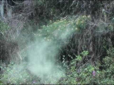 how to fertilize austrian pines