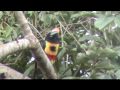 Fiery Billed Aracari