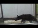 Baby Bear Pays A Visit