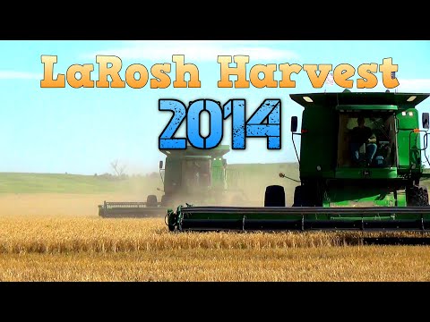 how to harvest grain