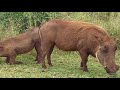 Eating Warthogs