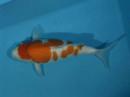 Tategoi-koi koi stock 200046 Tategoi-koi koi stock 200046