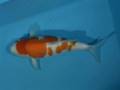 Tategoi-koi koi stock 200046