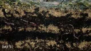 Worms At Work - 20 Days Time Lapse Of Vermicomposting