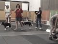 Jaeger at Flyball training.